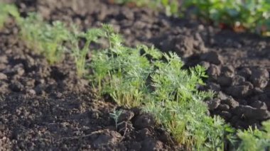 Bahçe yatağında büyüyen küçük havuçlar, sebze yetiştirme, tarım kavramı.. 