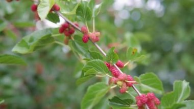 Olgunlaşmamış kırmızı dut, rüzgarda sallanan bir dala yakın çekim.