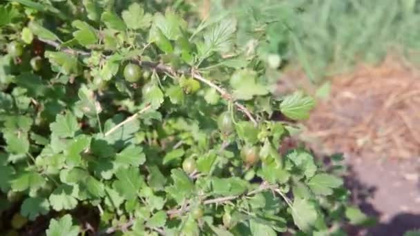 未成熟的绿色山莓在风中摇曳. — 图库视频影像