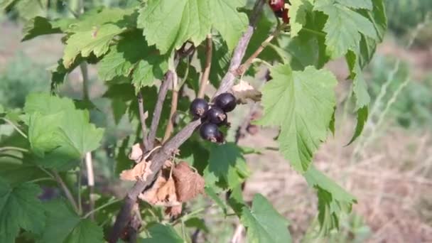 Ripe berries of healthy juicy organic black currant in the sun in the garden. — Stock Video