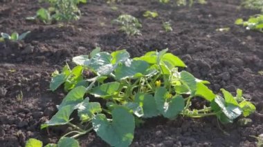 Organik özel bir eko-çiftliğin yatağında bir kasette salatalık tohumları.. 