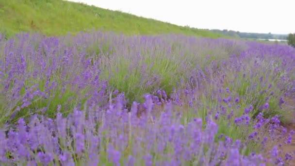 Gimbal shot of lavender flowers, flowering purple lavender. — Stock video