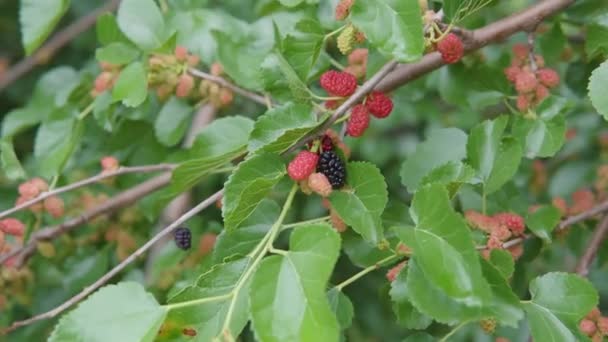 Куча неспелых красных тутовых ягод на ветвях деревьев раскачивается на ветру.. — стоковое видео