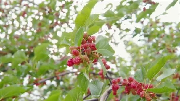 Крупный план неспелых красных тутовых ягод на ветвях деревьев, раскачивающихся на ветру. — стоковое видео
