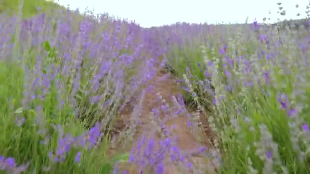 Detailní záběr krásné levandulové keře. — Stock video