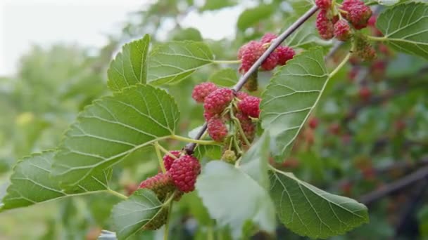 A branch with multi-colored mulberry berries close-up in the organic garden. — Stock Video