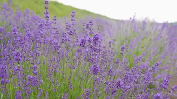 Krásné levandulové květy, voňavé keře kvetoucí fialové levandule houpající se ve větru. — Stock video