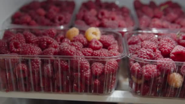 Seleccionadas frambuesas maduras jugosas y apetitosas rojas y amarillas en el estante del refrigerador. — Vídeo de stock