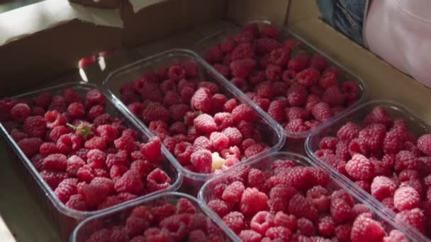 Eine neue Ernte reifer, appetitlich süßer Himbeeren wird in einzelne Schachteln verpackt und steht zum Verkauf bereit. — Stockvideo