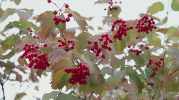 Kluster av mogna saftiga viburnum hänga från en gren i trädgården. — Stockvideo