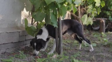 Sahipsiz, aç bir sokak köpeği özel bir üzüm bağında yerden üzüm yiyor.. 