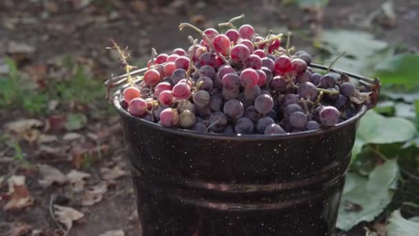 Un cubo lleno de uvas de vino maduras, la cosecha de otoño de un viñedo privado. — Vídeos de Stock