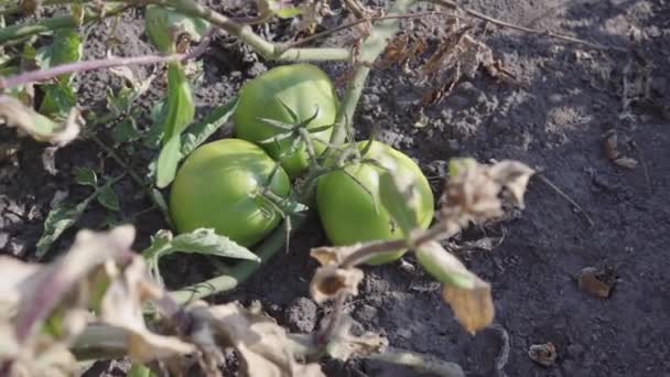 익지 않은 녹색 토마토는 친환경 농장, 개인 채소 밭의 침대에서 자란다.. — 비디오