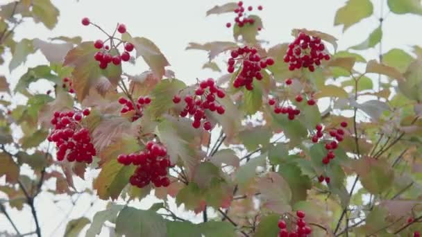 Frukterna av mogna röda viburnum hänga från grenarna. — Stockvideo