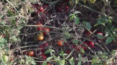 Çevre dostu, olgun organik domateslerden oluşan bir yatak..