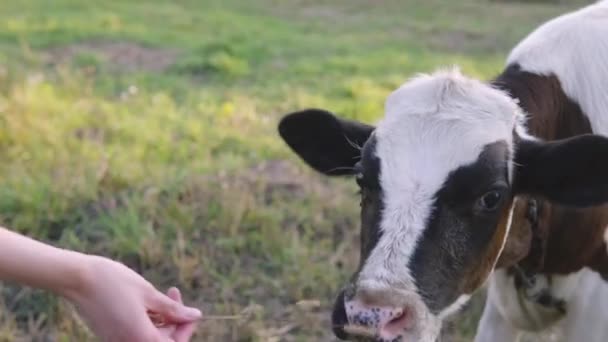 Девушка кормит молоденького теленка из рук, млекопитающее ест траву из рук человека. — стоковое видео