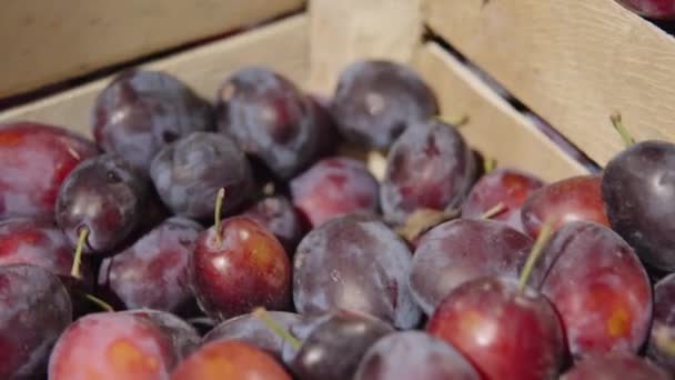 Beaucoup de prunes sucrées mûres dans le tiroir en bois du département d'épicerie du supermarché. — Video