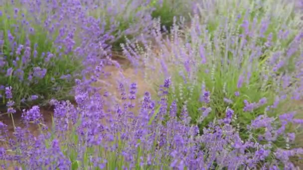Gimbal záběr krásné voňavé keře kvetoucí fialové levandule. — Stock video