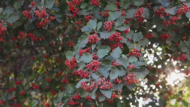 Zbliżenie pęczków głogu, dojrzałe czerwone jagody w ogrodzie o zachodzie słońca. — Wideo stockowe