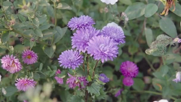 Purple belles asters fleurissent dans le jardin d'automne. — Video