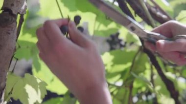 Çiftçilerin elleri özel bir organik üzüm bağında sulu, olgun, mavi üzümleri kesiyor..