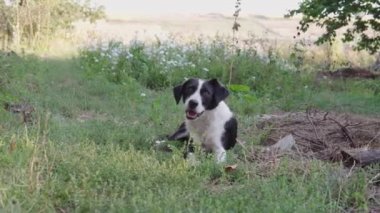 Şirin genç bir köpek, çiftliğin bahçesindeki çimlerde dinlenen başıboş bir köpek.. 