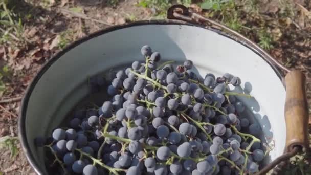 Organik bir üzüm bağında yetişen olgun mavi sulu üzümler.. — Stok video