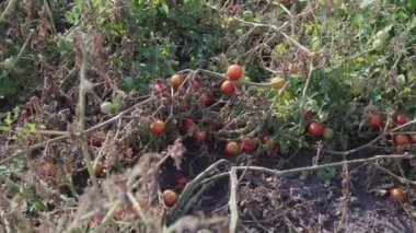 Olgunlaşan kiraz domateslerinin yavaş çekimleri..