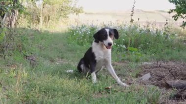 Sevimli siyah beyaz evsiz genç köpek çimlerin üzerinde yatıyor..