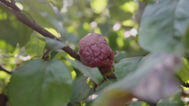 Rådne æblefrugt close-up på en gren af et sygt æbletræ i en privat have. – Stock-video
