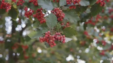 Gün batımında bahçedeki olgun kızıl dikenli demetlere yakın çekim.