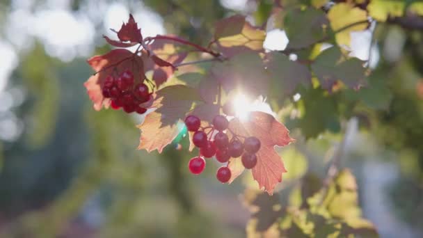Солнечный свет прорывается сквозь кучу спелых осенних вибурнумов. — стоковое видео
