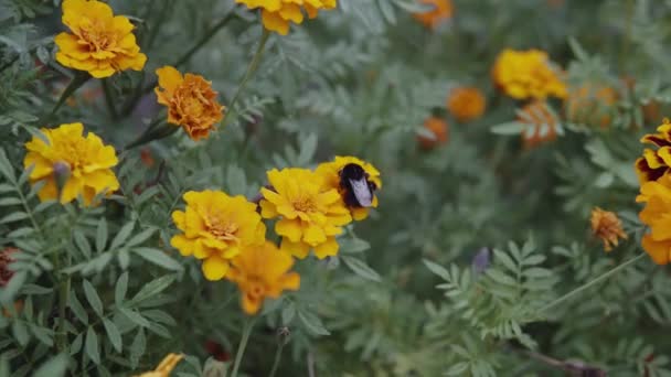 Bumblebee se sienta en una flor de caléndula en el jardín botánico. — Vídeos de Stock