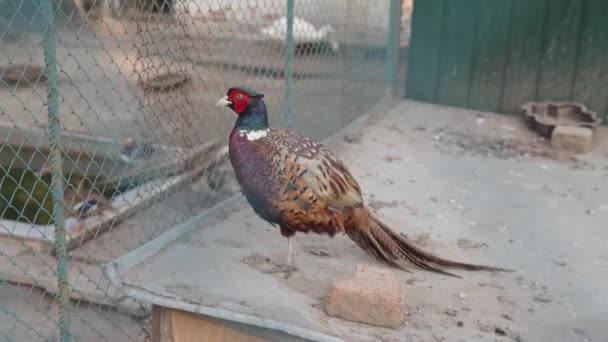 Ringneck Pheasant or Phasianus colchicus behind the bars. — Stock Video