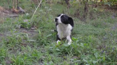 Serseri bir köpek, genç bir köpek, özel bir çiftlikte kuyruğunu sallayarak oyun oynar..