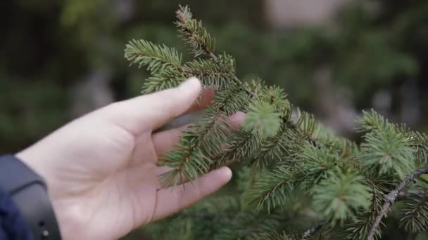 Close-up, slow motion, męska ręka dotyka gałęzi świerku w ogrodzie botanicznym. — Wideo stockowe