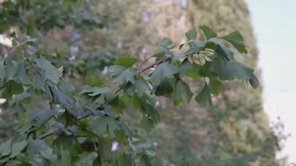 Närbild skott av en ginkgo träd gren. — Stockvideo