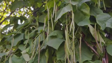 Kuzey katalpa meyvelerinin adı Hardy Catalpa ya da Catawba-tree, Batı Katalpa. 