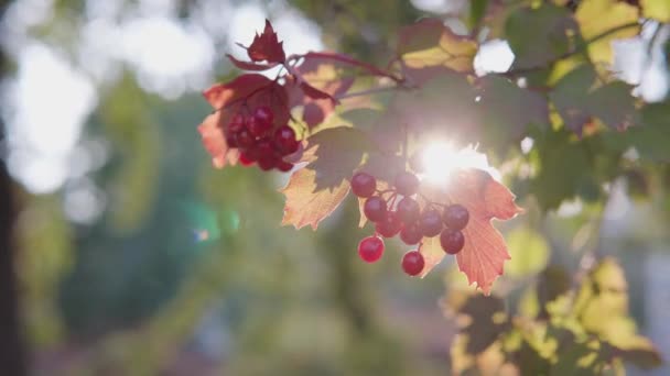 Kvällssol bryter igenom ett gäng mogna höst viburnum. — Stockvideo