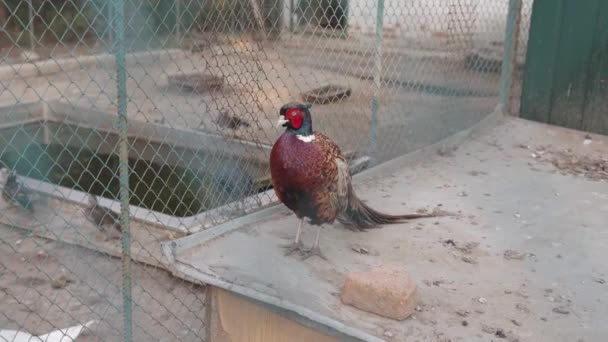 Close-up shot of a Ringneck Pheasant or Phasianus colchicus behind the bars. — Stock Video