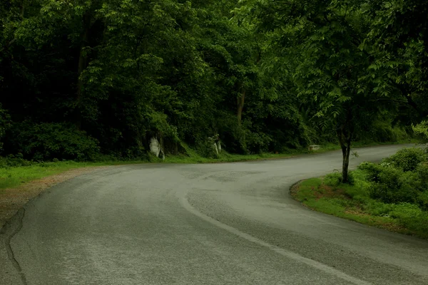 道路和热带植物 — 图库照片