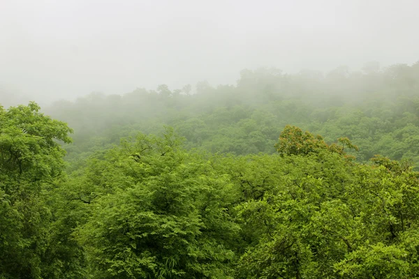 Nuages avec montagne et arbre — Photo