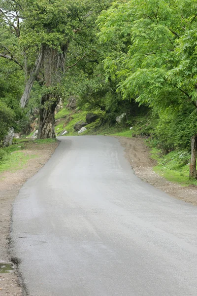 Yol ve tropik bitkiler — Stok fotoğraf