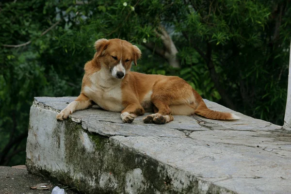 Perro en la India — Foto de Stock