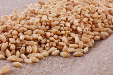 taneleri buğday yakın çekim