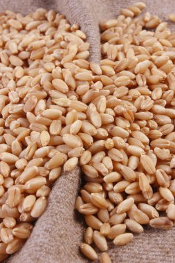 taneleri buğday yakın çekim