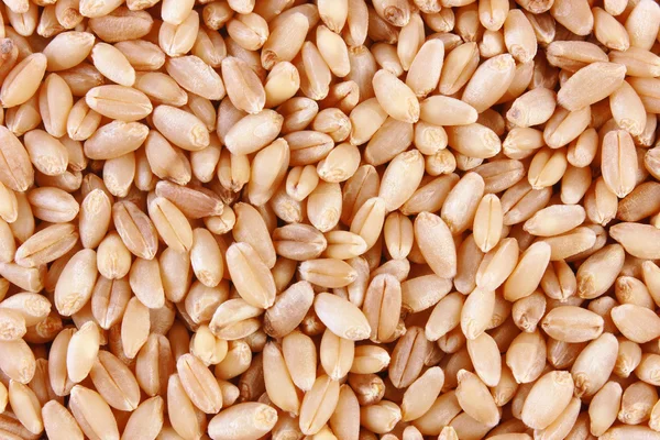 Grains of wheat close-up — Stock Photo, Image