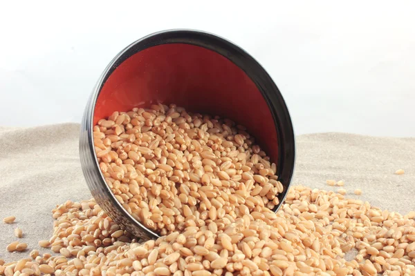 Cereali di frumento primo piano — Foto Stock