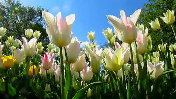 Tulipánů květiny, příroda