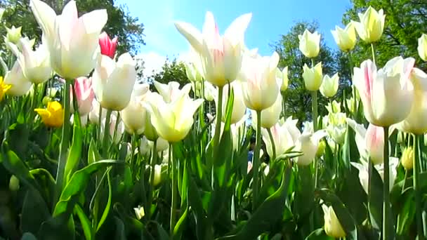 Tulipán virágok. Gyönyörű kert. — Stock videók